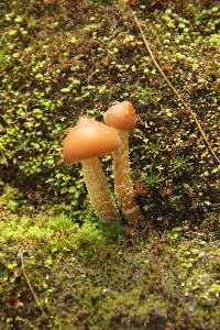 Psilocybe zapotecorum image