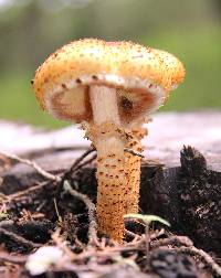 Pholiota squarrosa image