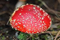 Amanita muscaria subsp. flavivolvata image