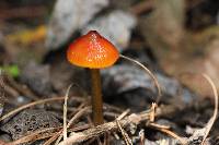 Hygrocybe singeri image