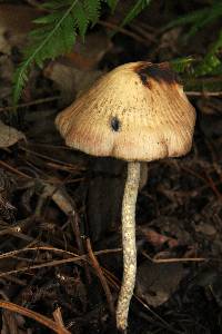 Psilocybe zapotecorum image