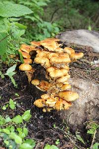 Pholiota squarrosa image