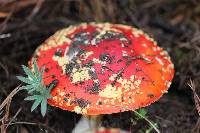 Amanita muscaria subsp. flavivolvata image