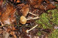 Psilocybe zapotecorum image