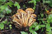 Pholiota squarrosa image