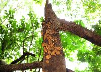 Image of Schizophyllum umbrinum