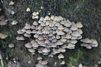 Coprinellus disseminatus image