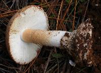 Amanita fallax image