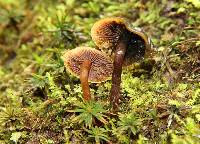 Psilocybe muliercula image