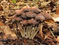 Psilocybe zapotecorum image