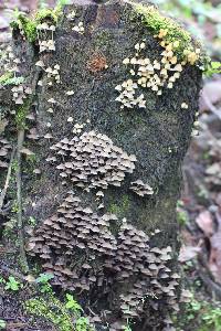 Coprinellus disseminatus image