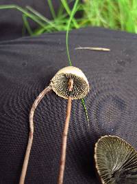 Panaeolus papilionaceus image