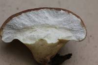 Calvatia pyriformis image