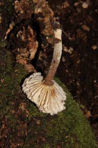 Lactarius gerardii image