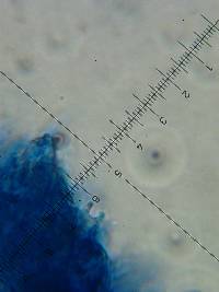 Psilocybe zapotecorum image