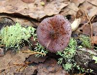 Entoloma bloxamii image