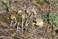 Psilocybe aztecorum image