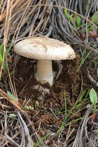 Amanita fallax image