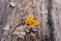 Tremella aurantia image