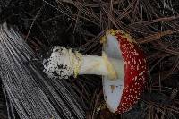 Amanita muscaria subsp. flavivolvata image