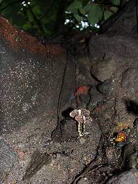 Psilocybe zapotecorum image