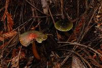 Hygrocybe psittacina var. psittacina image