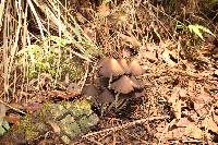 Psilocybe zapotecorum image