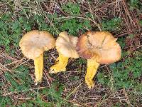 Cantharellus roseocanus image