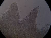 Psilocybe muliercula image