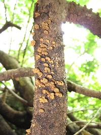 Schizophyllum umbrinum image