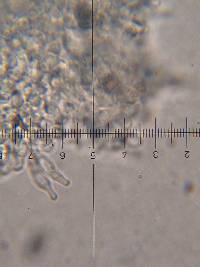 Psilocybe muliercula image