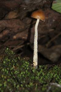 Psilocybe zapotecorum image