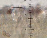 Psilocybe muliercula image