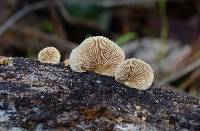 Crepidotus mollis image