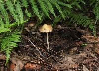 Psilocybe zapotecorum image