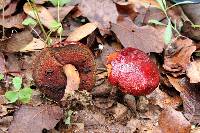 Boletus dupainii image