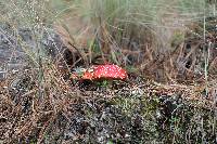 Amanita muscaria subsp. flavivolvata image