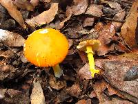 Amanita flavoconia image