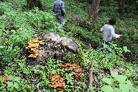 Pholiota squarrosa image