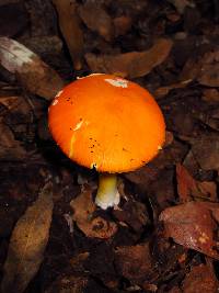 Amanita flavoconia var. inquinata image