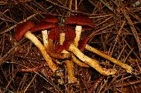 Cortinarius smithii image