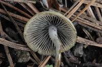 Psilocybe aztecorum image