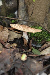 Echinoderma asperum image