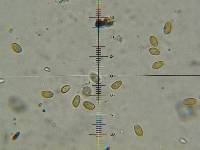 Psilocybe zapotecorum image
