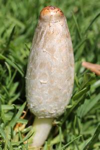 Coprinus comatus image