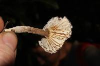 Lactarius gerardii image