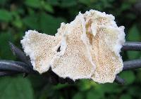 Trametes membranacea image