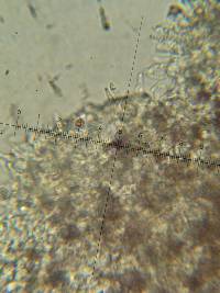 Psilocybe neoxalapensis image