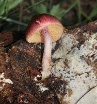 Gymnopilus subpurpuratus image