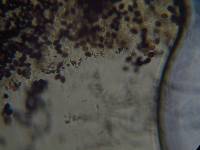 Panaeolus papilionaceus image
